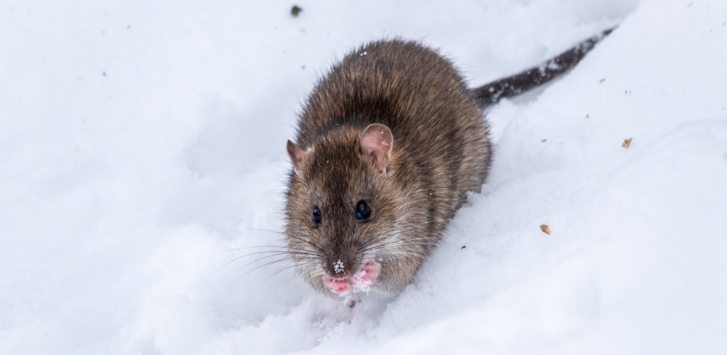 To better protect food, place rodent traps near warmth, shelter