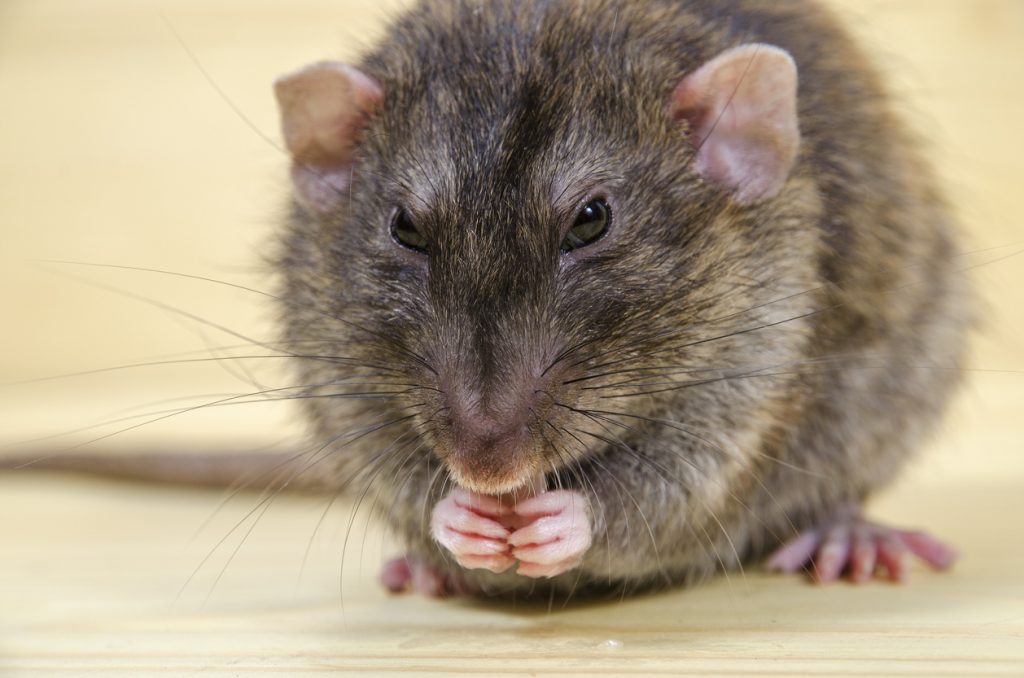 Mouse bait sales soar as farmers brace for rodent boom - ABC News
