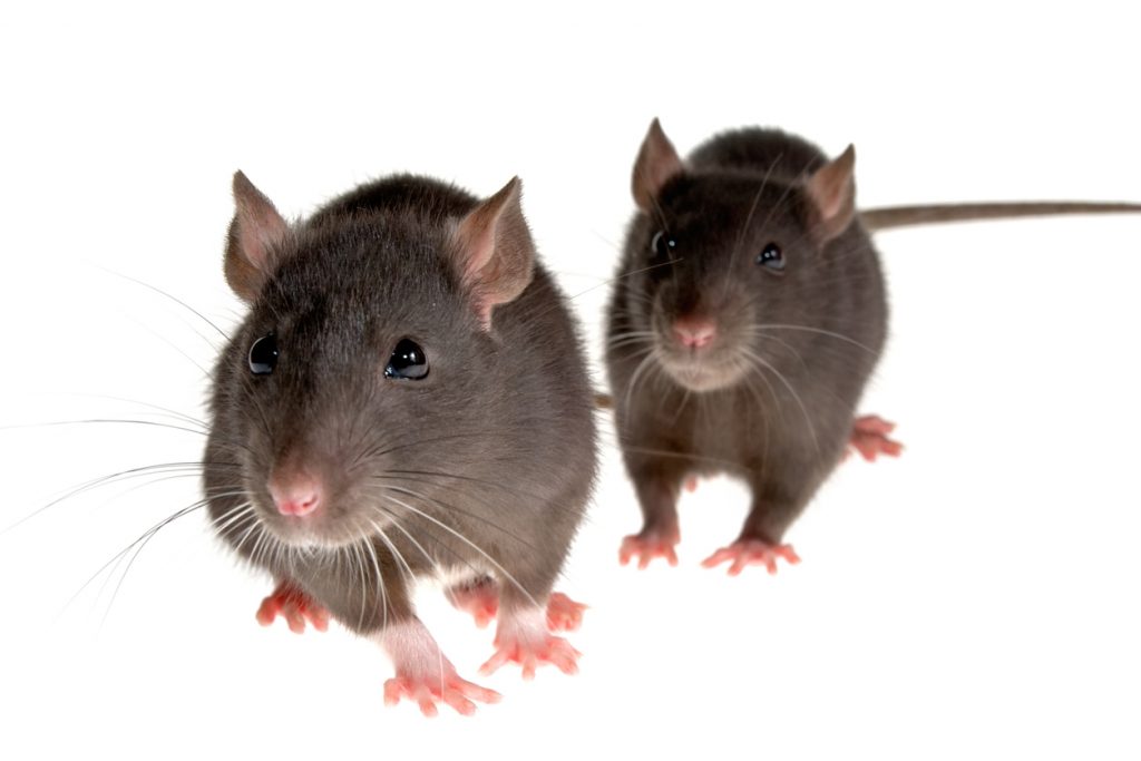 https://www.vmproducts.com/wp-content/uploads/2022/02/Norway_Rat_Lives_One_Year-1-1024x683.jpg