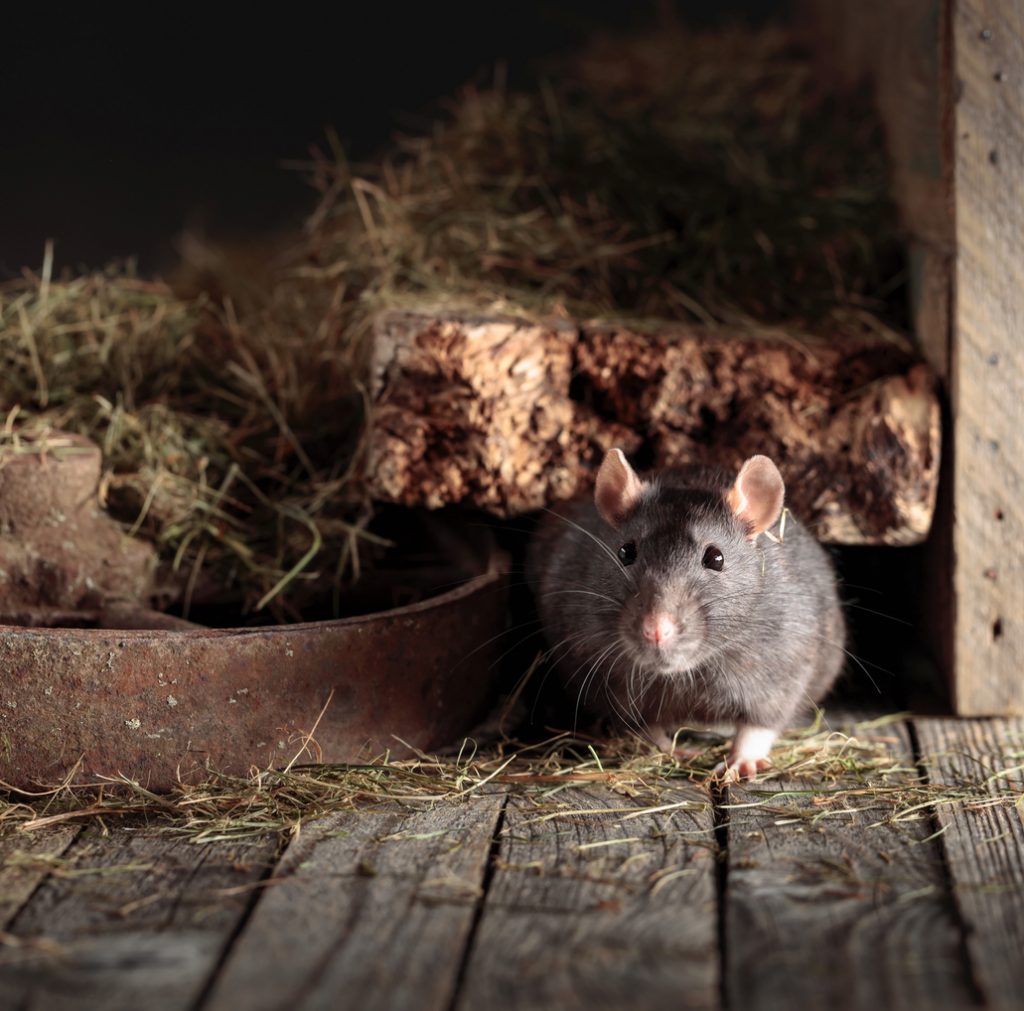 Urban Versus Non-urban Rats: A Lesson In Neophobia - Vm Products